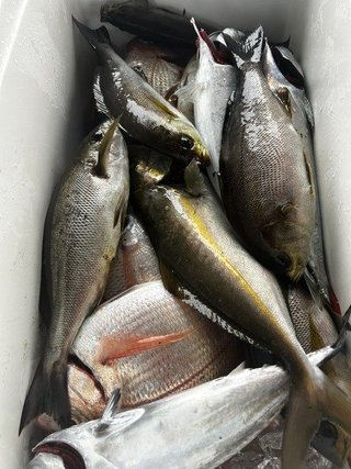カイワリ