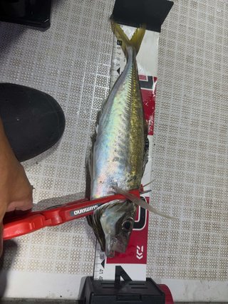 マアジ