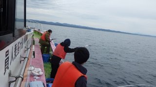 ウマヅラハギ