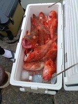 オニカサゴ