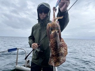 アオリイカ