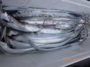 タチウオ