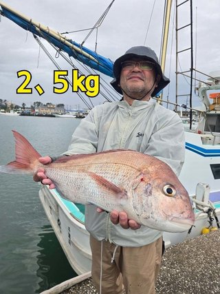マダイ