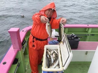 マアジ