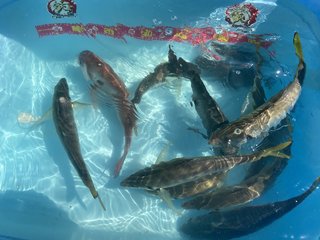 アジ