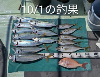 マダイ