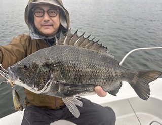 クロダイ