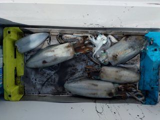 アオリイカ