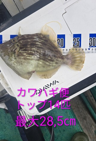 カワハギ