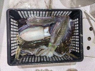 アオリイカ