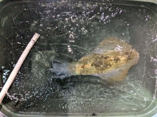 アオリイカ