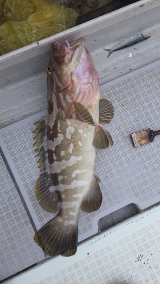 アラ
