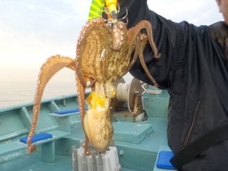 マダコ
