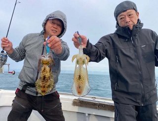 アオリイカ