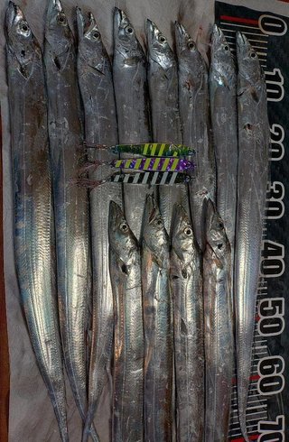 タチウオ