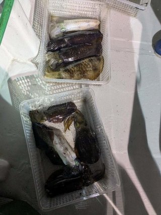 アオリイカ