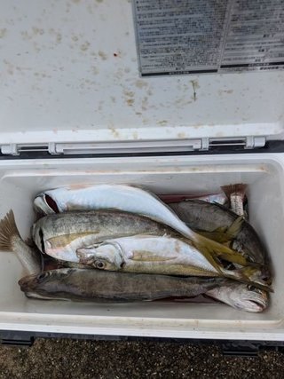 アジ