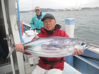ホンガツオ