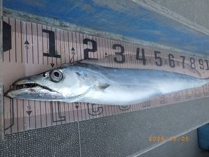 タチウオ