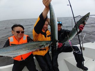 サワラ