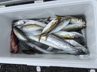 タチウオ