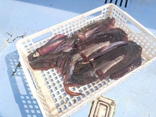 アオリイカ