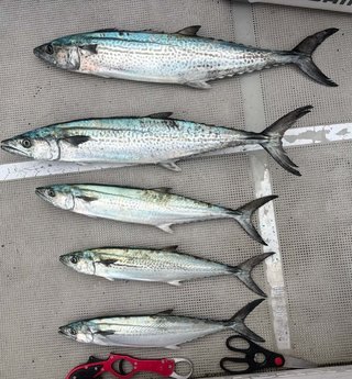 サワラ
