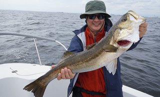 シーバス