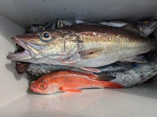 アカムツ