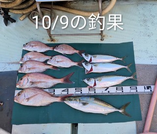 マダイ