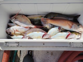カイワリ