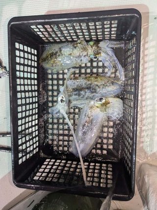 アオリイカ