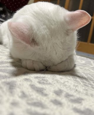 ワカシ