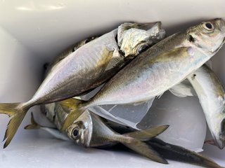 アジ
