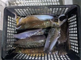 アオリイカ