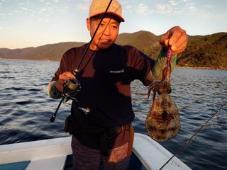 アオリイカ