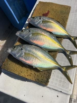 シマアジ