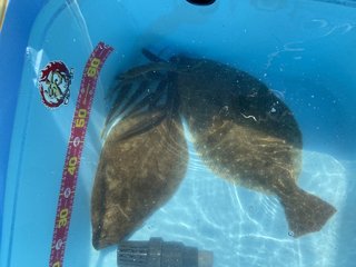 ヒラメ