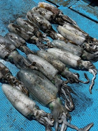 アオリイカ
