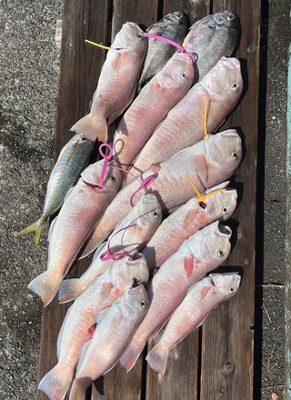 シロアマダイ