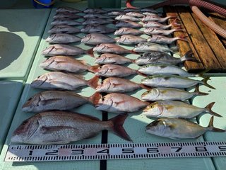マダイ