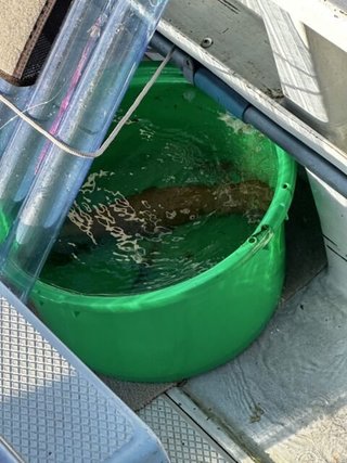 スルメイカ