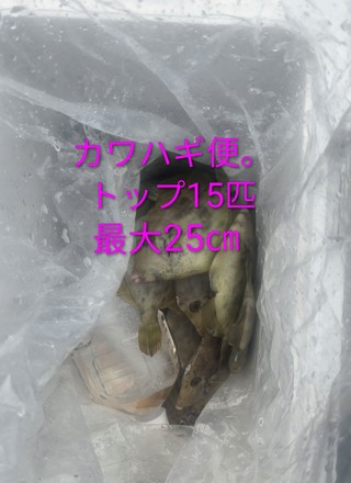 カワハギ