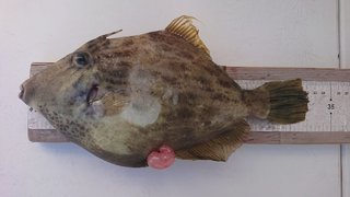 アジ