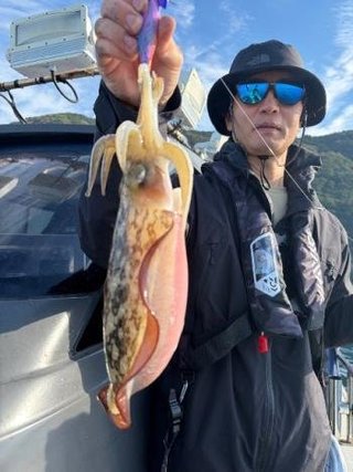 アオリイカ