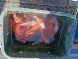 オニカサゴ