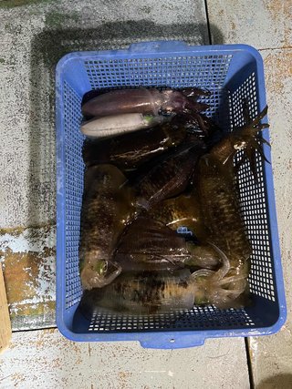 アオリイカ