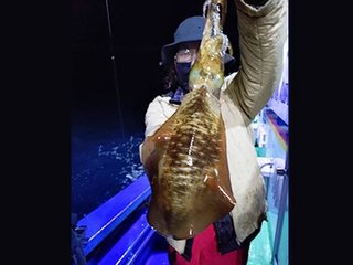 アオリイカ