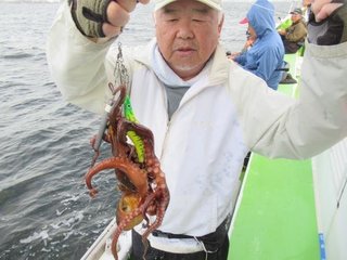 マダコ