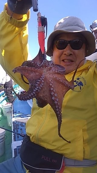 マダコ